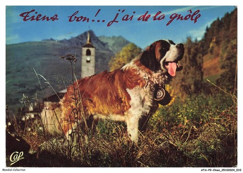 Atap9 0633 chien - atap9-0633-chien,
