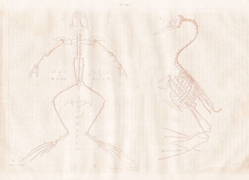 Squelette oiseau oiseaux - squelette,