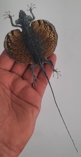 Curiosité taxidermie - ,,