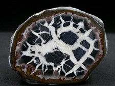 SEPTARIA - MAROC - 5,2 x 4 cm