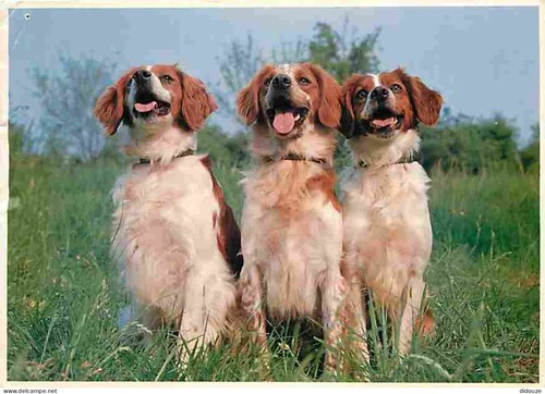 Carte postale animaux - carte,