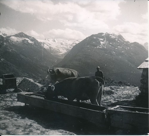 Engadine 1950 abreuvoir - 1950,