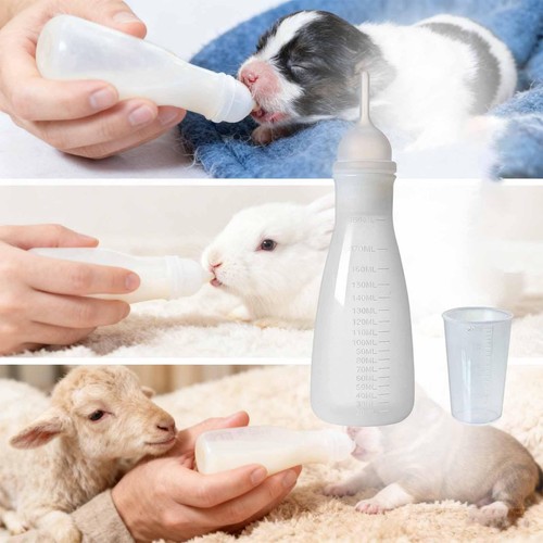 Pour chat chien - pour,