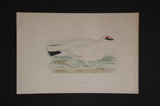 Gravure anglaise ancienne de