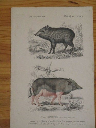 Gravure originale atlas - originale ,