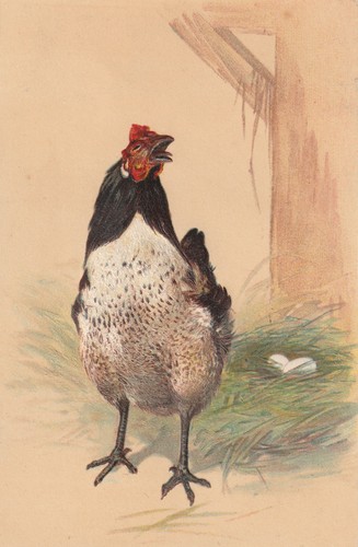 Cpa gaufrée poule nid - gaufrée, oeufs
