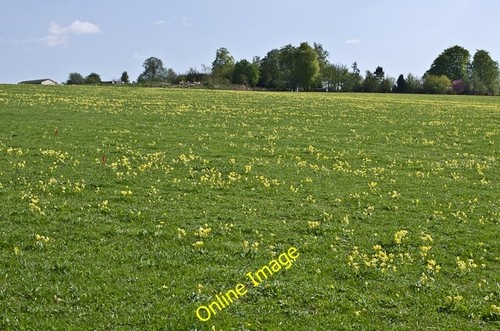 Photo 6x4 cowslips cherkley - photo, cowslips,