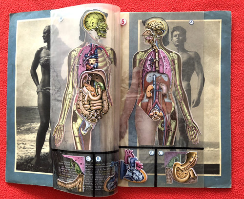 Anatomie humaine - anatomie,