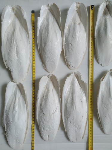 500 gros seiche 18 22 - 500, os