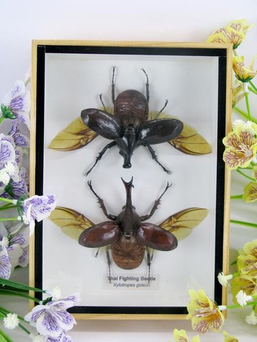 Thai figthing beetle - 2x,