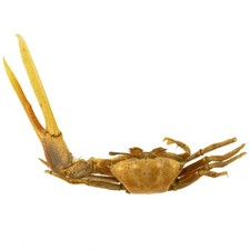 Crabe violoniste naturalisé -