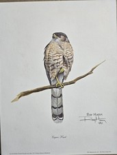 RAY HARM COOPERS HAWK- 48 YEAR
