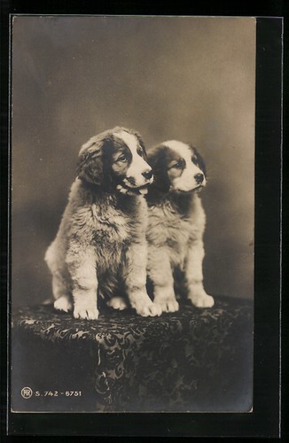 Chiots chiens avec - , expression