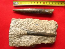 Lot de deux rostres de