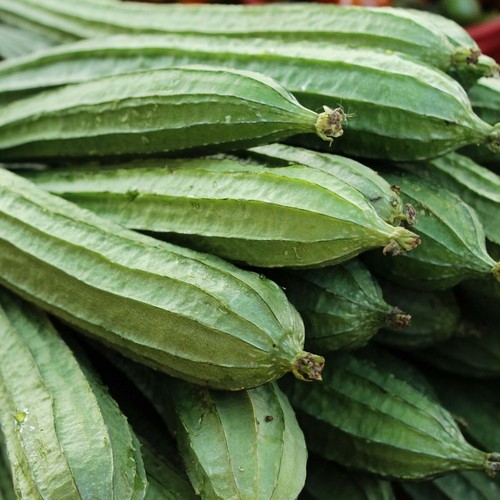 Graines courge luffa - graines,