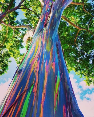 Graines eucalyptus arc - graines,