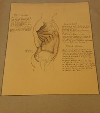 Ancienne planche anatomique dessin au crayon et encre ....curiosité sciences 