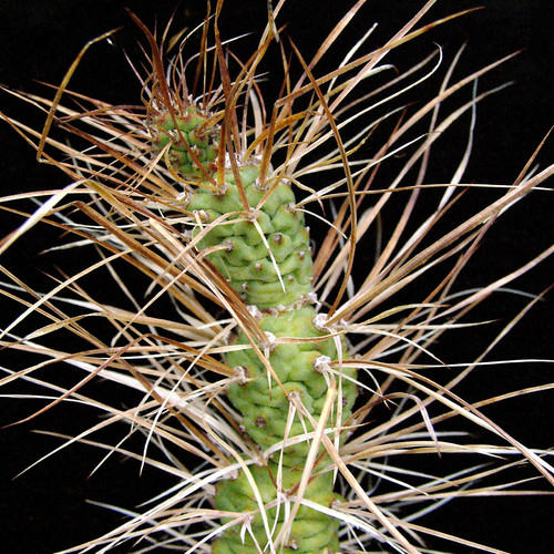 Tephrocactus articulatus var