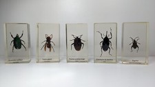 Curiosité : Lot de 5 insectes