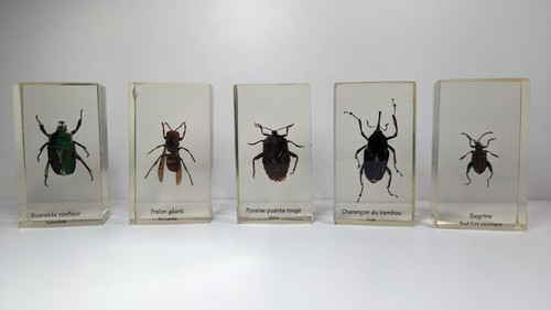 Curiosité lot 5 insectes - :, de