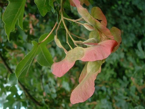 Graines acer campestre - 5,