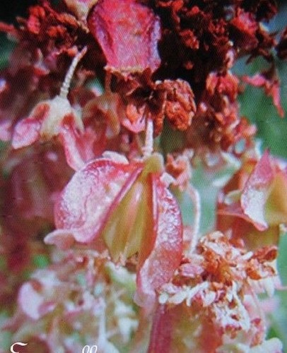 Oseille veinée red - 'veinée, red' -