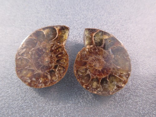 Pair madagascar ammonite - of,