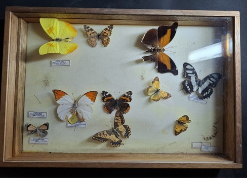 Entomologie taxidermie - entomologie,