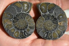 RARE ammonite Desmoceras latidorsatum albien de Mahajanga Madagascar