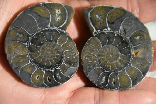 Rare ammonite desmoceras - rare,