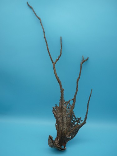 Sea fan coral corail - coral, séché