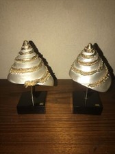 Paire  de coquillage troca