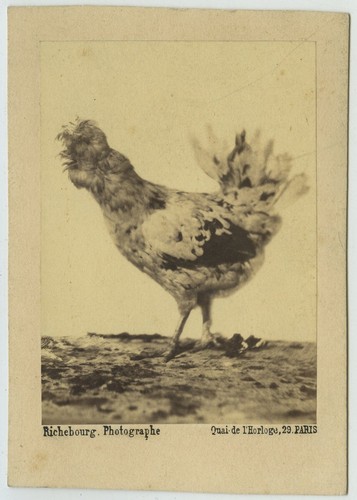 Une poule par - , pierre-ambroise