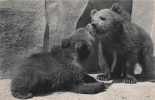 75 PARIS PARC ZOOLOGIQUE DU