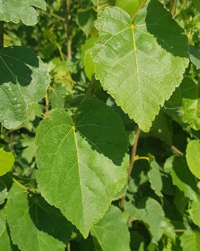 Tilia cordata tilleul - cordata, des