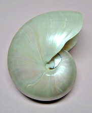 Très gros Coquillage nautile nacré Très bon etat