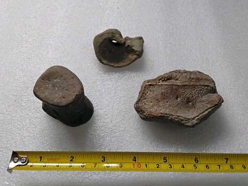 Rare mosasaur quadrate and - mosasaur,