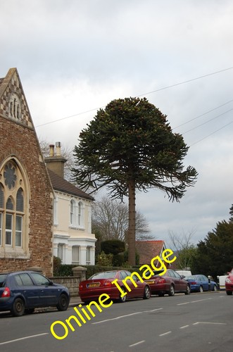 Photo 12x8 mature araucaria - photo,