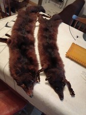  Lot de 2 etoles renard roux anciennes  vetements 1900