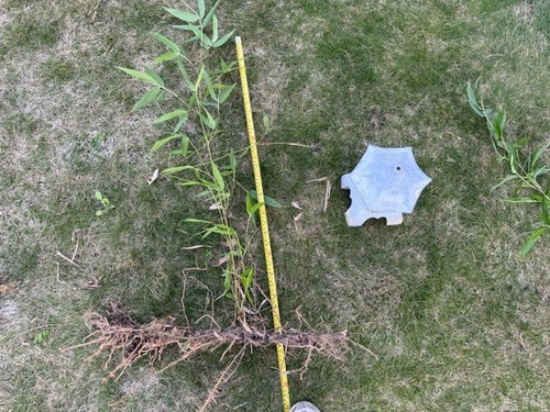 Bamboo root with leaf - , about