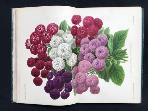 1885 illustration horticole - 1885, l'illustration
