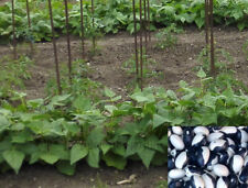 Lot de 25 graines de haricot yin yang (Starazagorski)