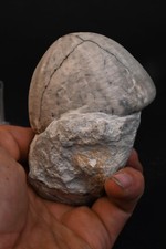 Oursin fossile sur gangue Echinocorys Ovatus  Meudon Haute Seine  France 546g