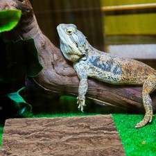  Reptile Cork Terrarium