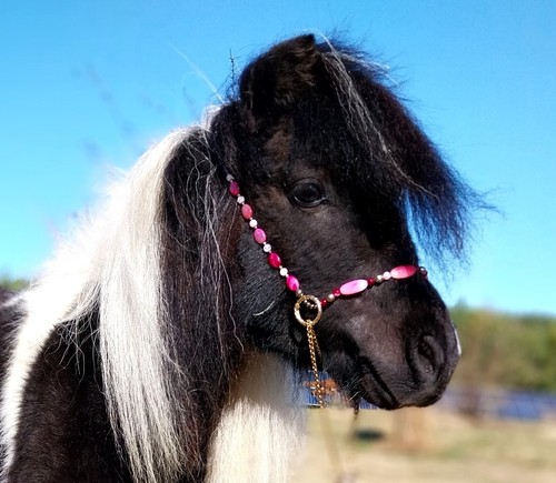 Miniature horse show - miniature,