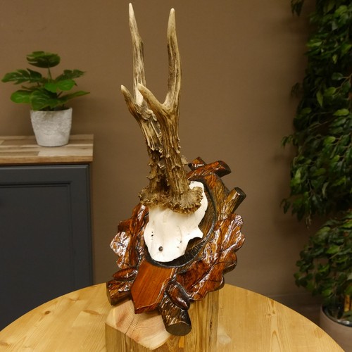 Bois cerf anormal hl - cerf,
