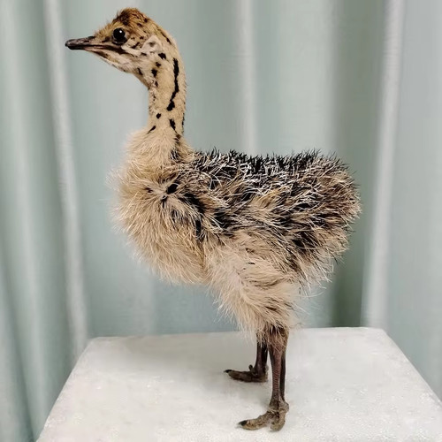 Taxidermy baby ostrich stuffed - taxidermy,