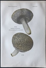 1891 - Planche couleur