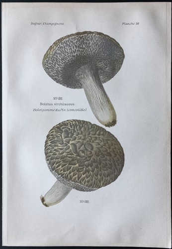 1891 planche couleur - planche,