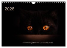 Chats British Shorthair chocolatés (Calendrier mural 2026 DIN A4 horizontal), CA